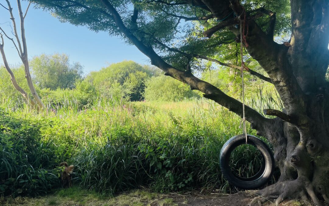 Wander with wonder: the power of meandering